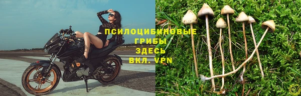 стафф Арсеньев